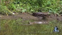 Pythons at Alligator Pond 10 - Dangerous Animals in Florida - Time Lapse x2