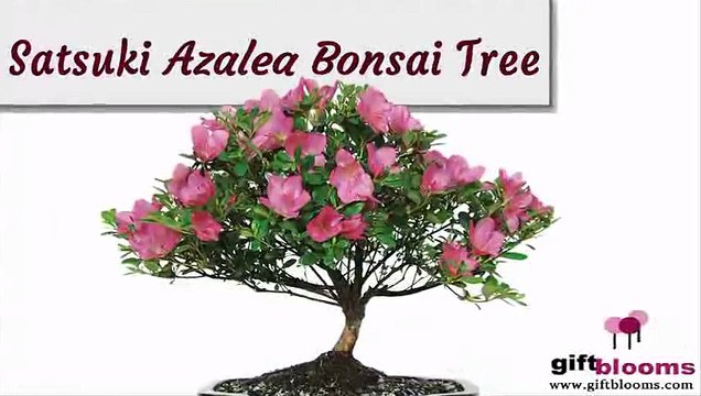 Indoor Plant Gifts That Keeps On Growing