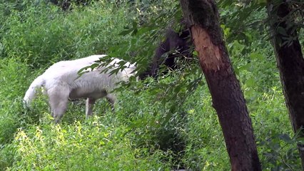 Wolves vs bear a fight over food