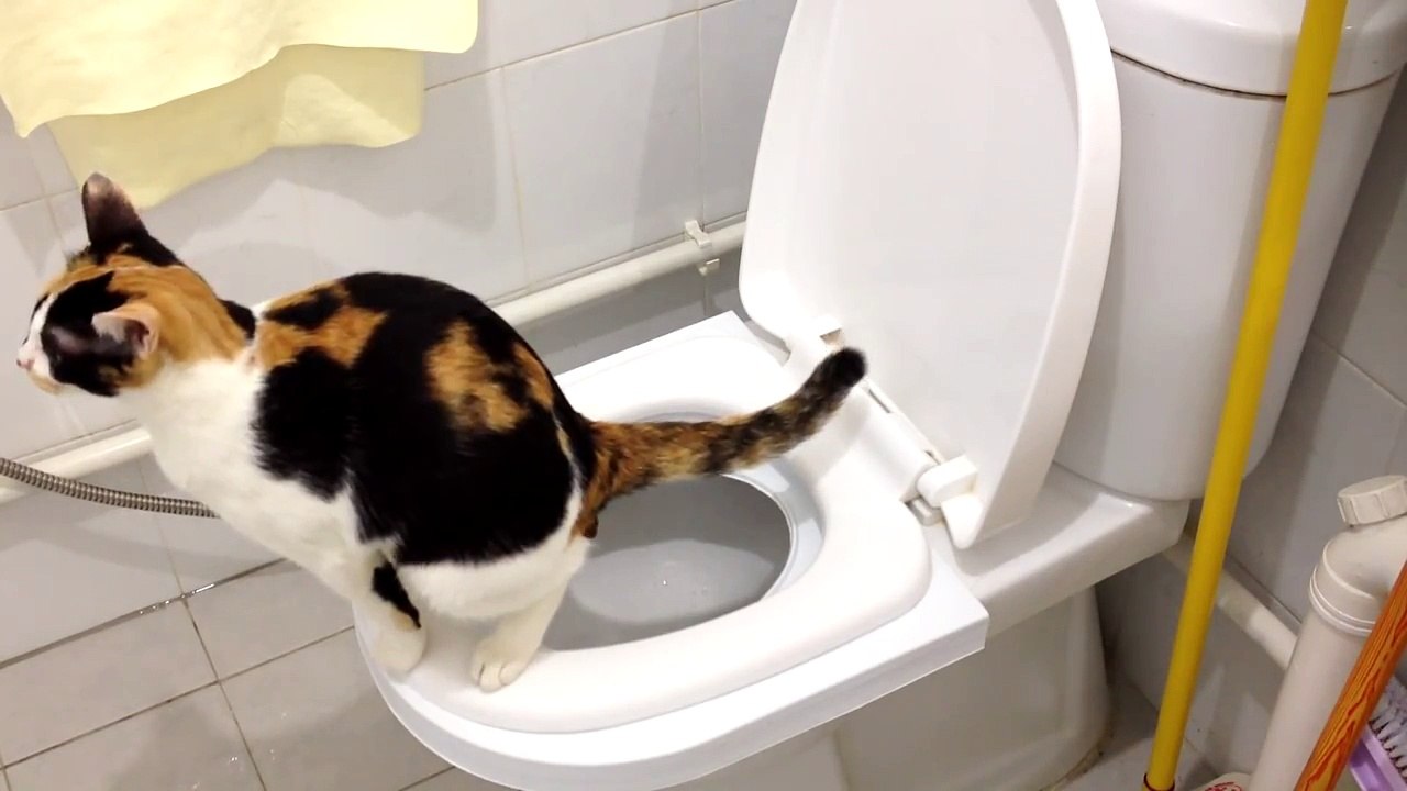 Sierra's 2nd month on the CitiKitty Cat Toilet Training Kit. Success