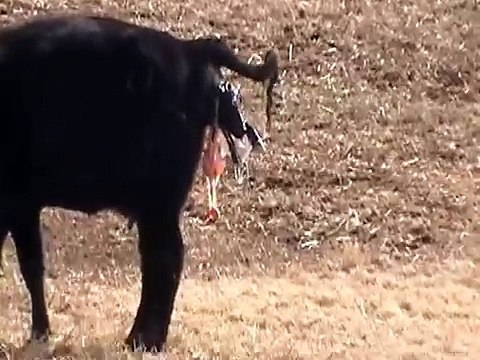 Cow giving birth to twins