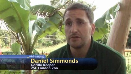 How long do gorillas live?: Gorillas In Captivity