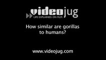 How similar are gorillas to humans?: Gorilla Facts