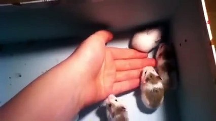 How To Tame A Roborovski Dwarf Hamster (The Method I use)