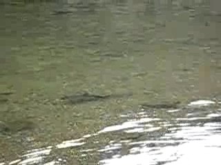 Fraie Ombres HRA (I)