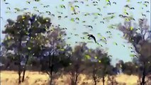 Australian parrots family in river