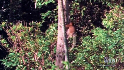 World's Weirdest - Proboscis Monkeys