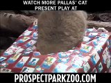 Presents to the Pallas Cats at Prospect Park Zoo