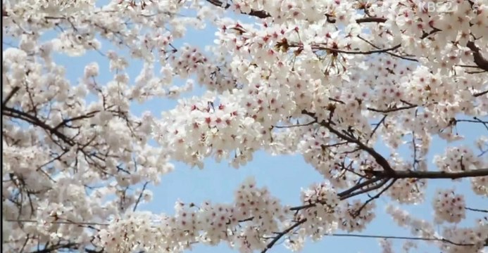 [150411] KBS 연예가중계 윤하 인터뷰 봄바람 콘서트