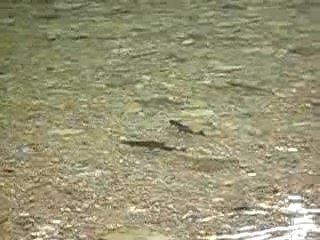 Fraie Ombres HRA (II)