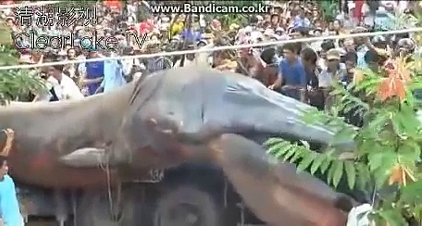 Huge monster in vietnam
