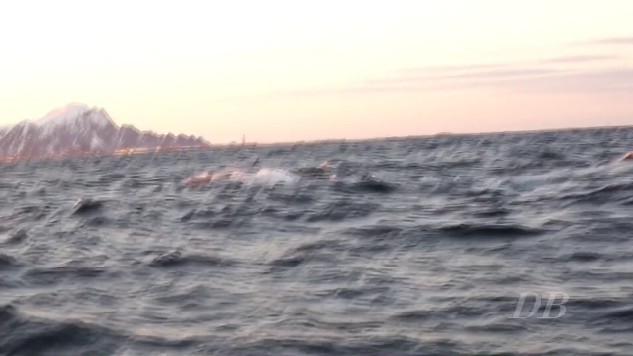 Apnées au milieu des orques Norvege - Andenes Janvier 2015