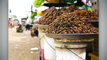 Le Cordon Bleu and Deliciousness of Insects Perfect the Art of Bug Eating