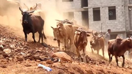 Etiyopya'da Paskalya Heyecanı - Addis