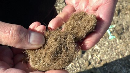 Haute-Corse, plage de Macinaggio