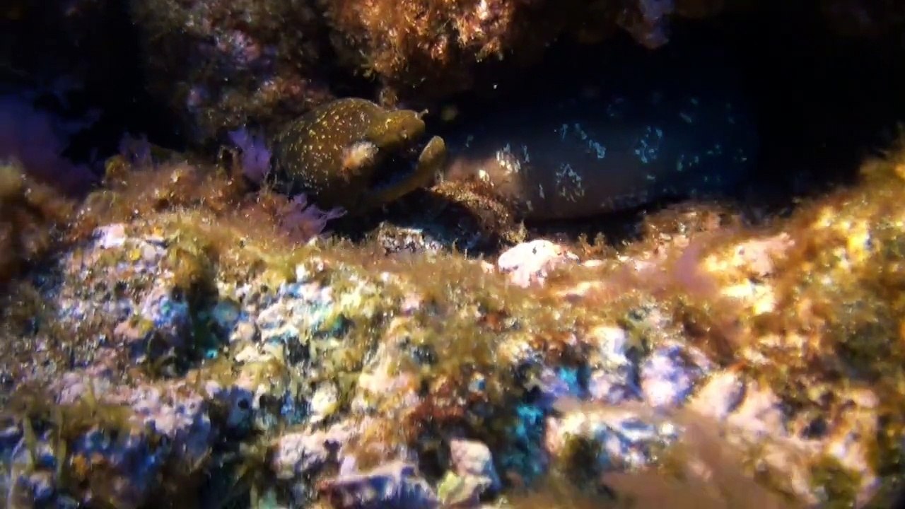 Flight to th ford 95