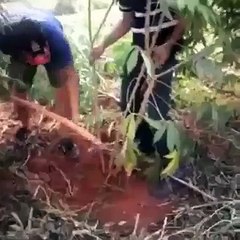 Plantacão de Mandioca !!!