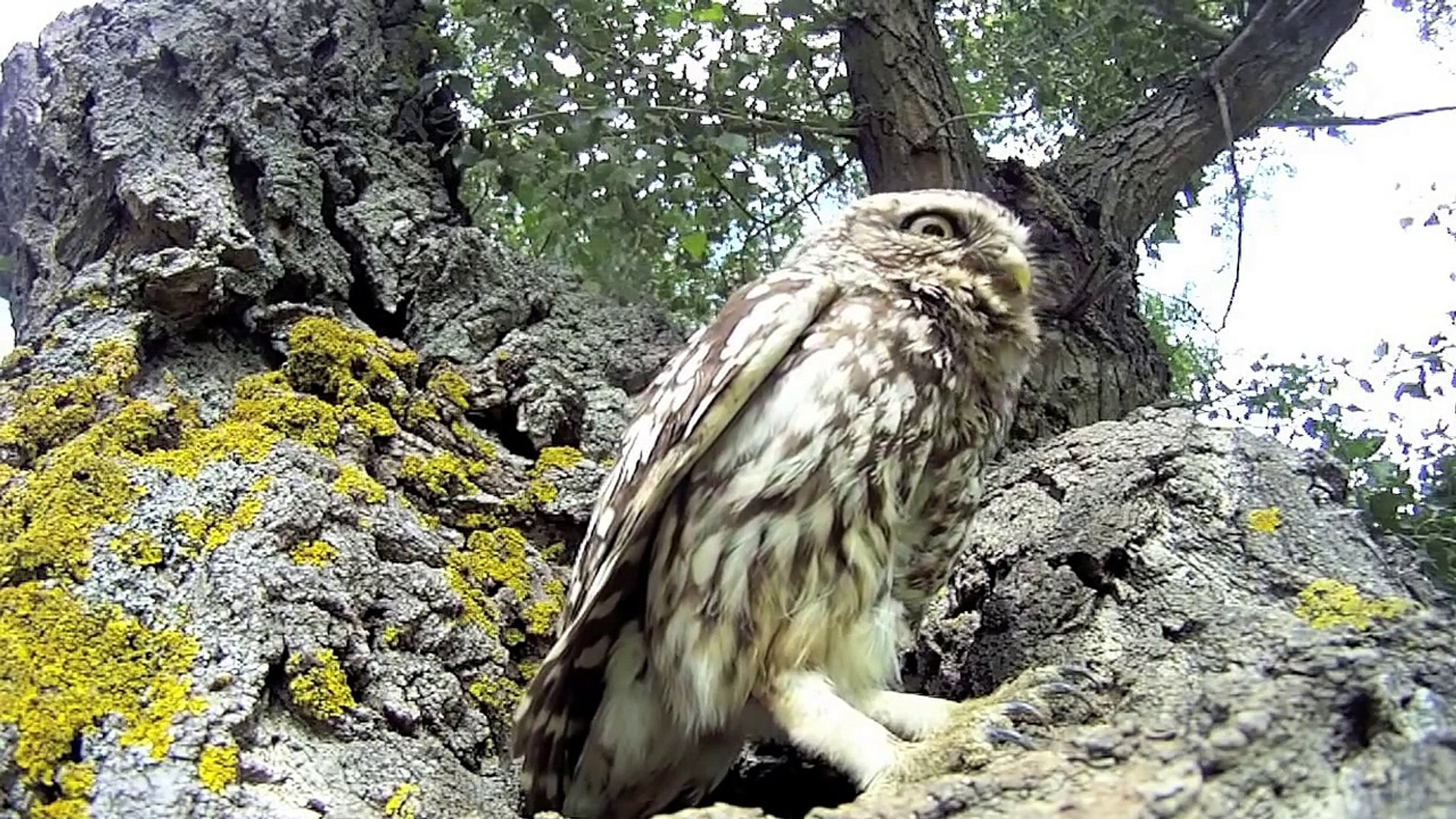 Bebe Chouette Trop Mignonne Cute Baby Owl Gopro Hd Video Dailymotion