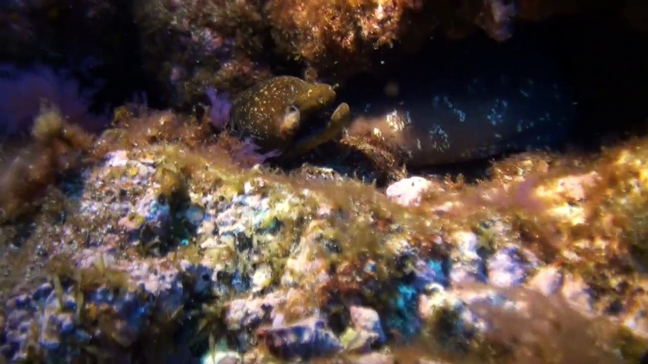 A Knife in the dark 108