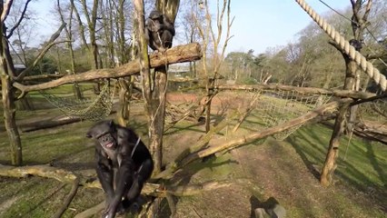 Angry Monkey hits drone with wooden stick...