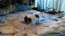 Cats Confused by Waterbeds Compilation