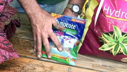 How To Grow Begonias