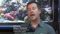 How do I introduce new fish to my aquarium?: Adding Fish To Your Aquarium