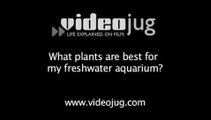 What plants are best for my freshwater aquarium?: Aquarium Plants And Invertebrates