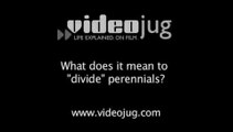 What does it mean to 'divide' perennials?: Dividing Perennials