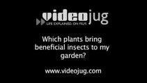 Which plants bring beneficial insects to my garden?: Garden Pests And Diseases