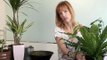 How To Look After House Plants