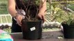 How To Plant Blueberries
