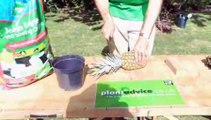 How To Propagate Pineapples