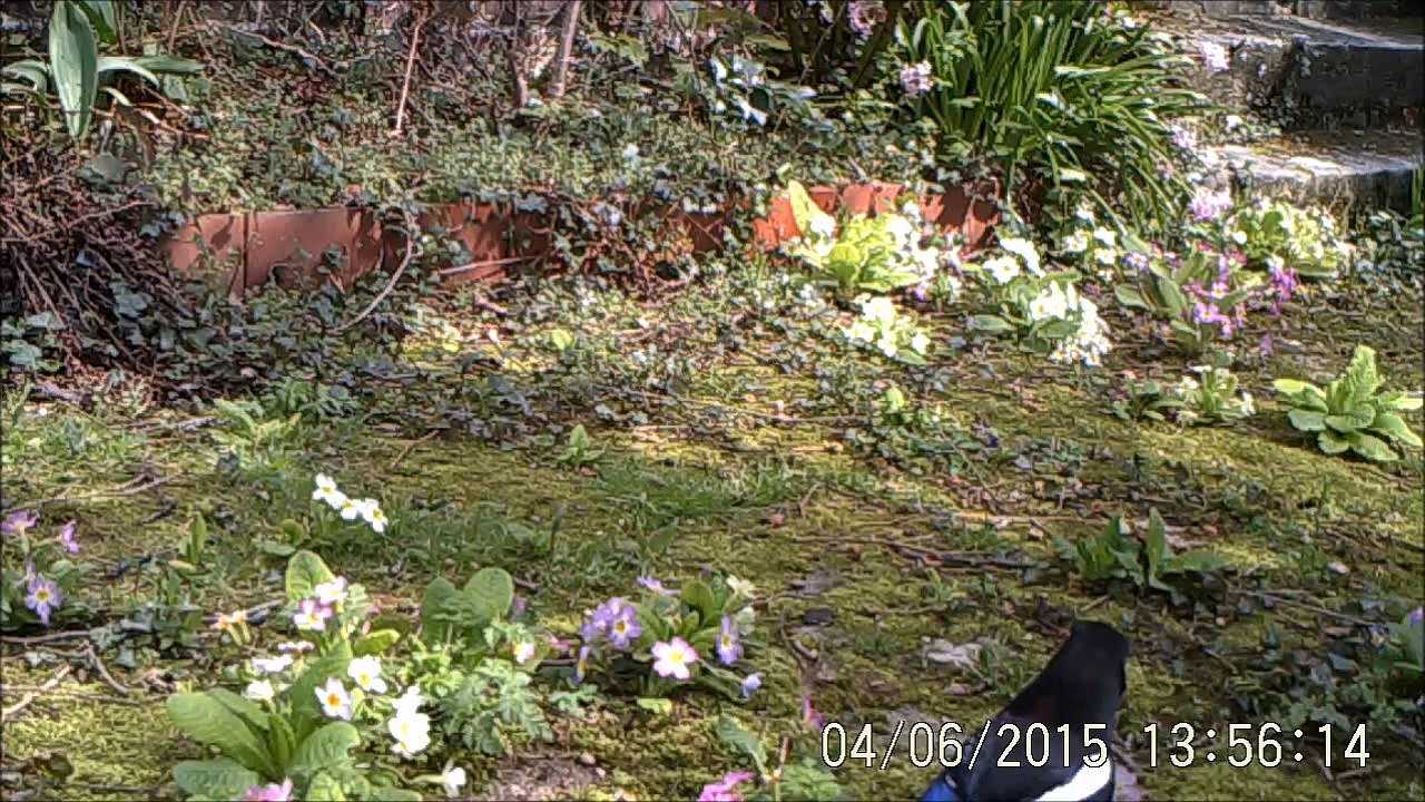 Caquètements d'alerte d'une Pie, surprise par un placide chat Maine-Coon, à Rouen, 09/04/2015