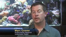 What supplies will I need for saltwater invertebrates?: Aquarium Plants And Invertebrates