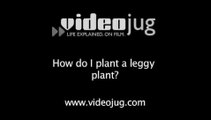 How do I plant a leggy plant?: Garden Planting