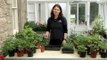 Guide To Transplanting Young Tomato Plants