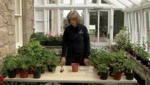 How To Grow Pelargoniums From Cuttings