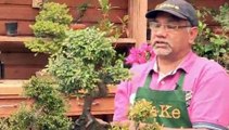How To Look After A Chinese Elm Bonsai