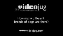 How many different breeds of dogs are there?: Choosing A Dog