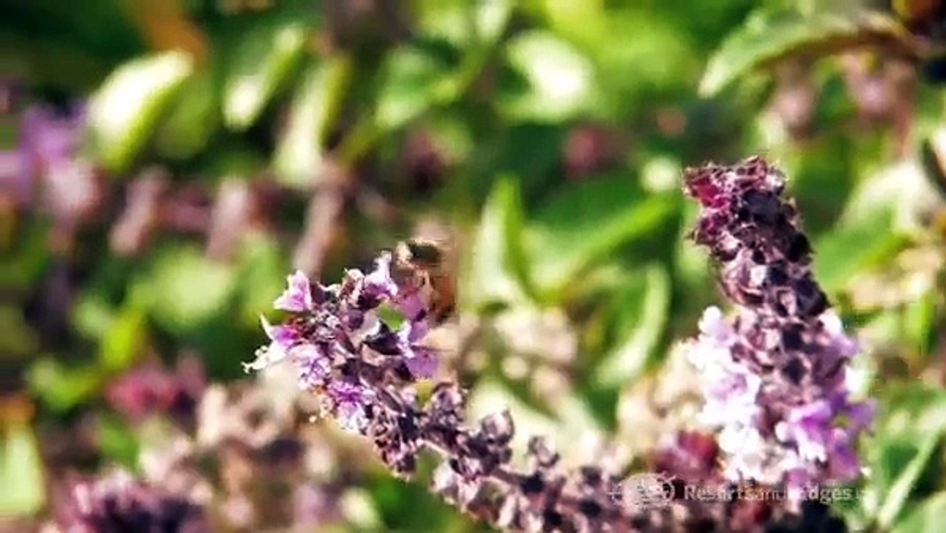 Phoenix and Scottsdale, Arizona - Destination Video - Travel Guide