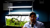 Why Aquasoils Are The Best Substrates To Use - Planted Tank