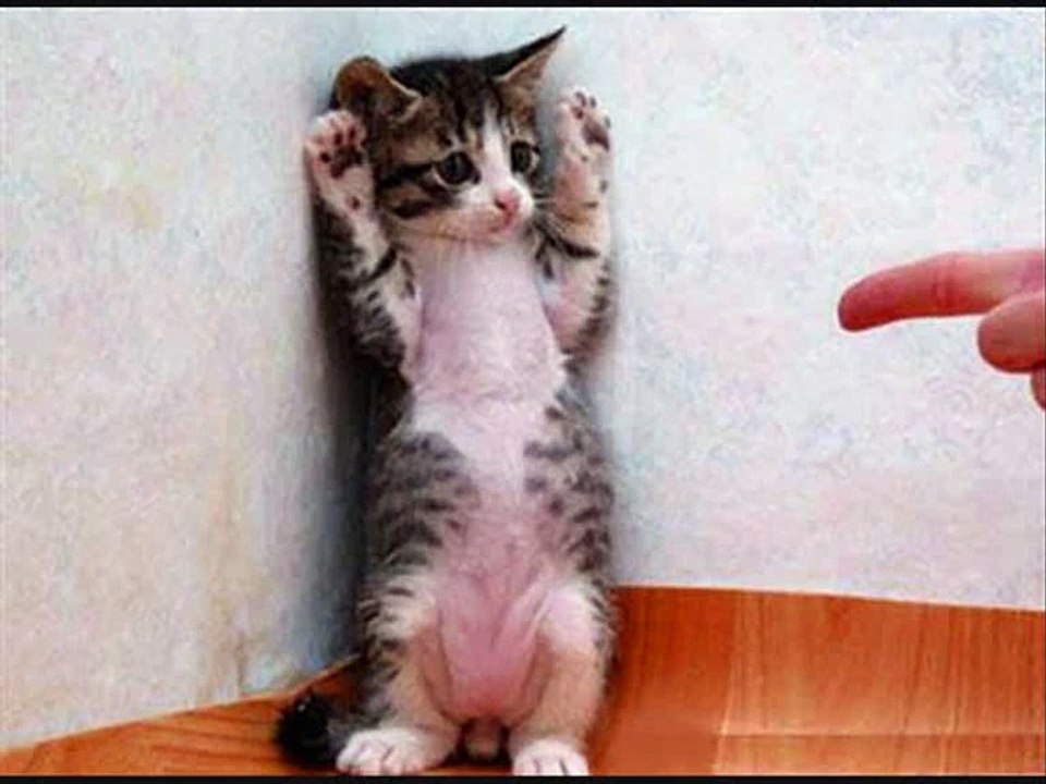 _____ Funniest Animals! _____