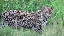 Porcupine Vs Leopard: Another battle at Kruger