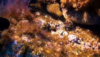 AVICII - levels instrumental 95