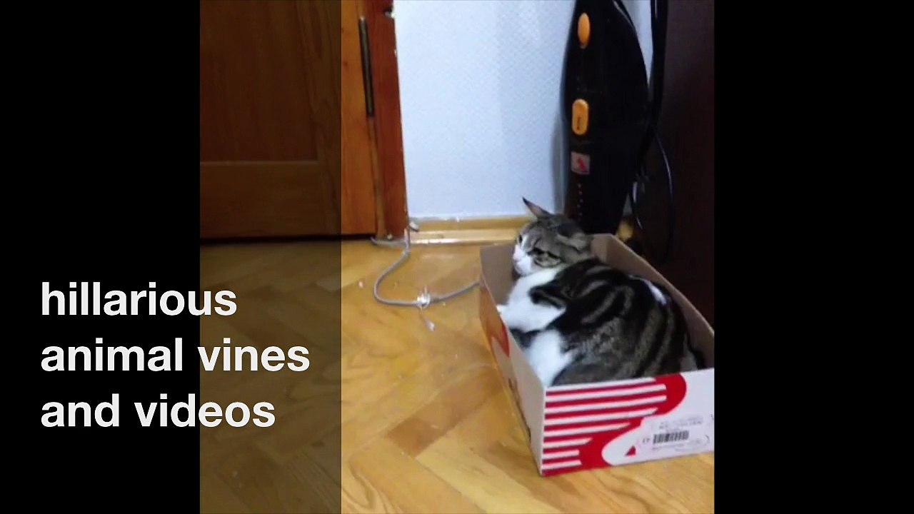 hillarious animal vines and videos