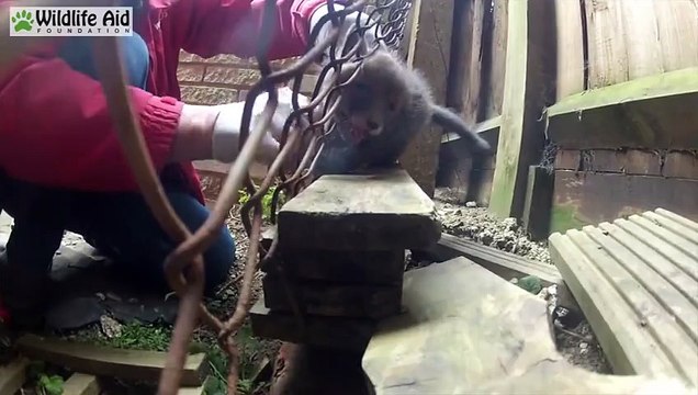 GoPro Wildlife Animal Rescue - Cute Fox Cub Stuck in a Fence