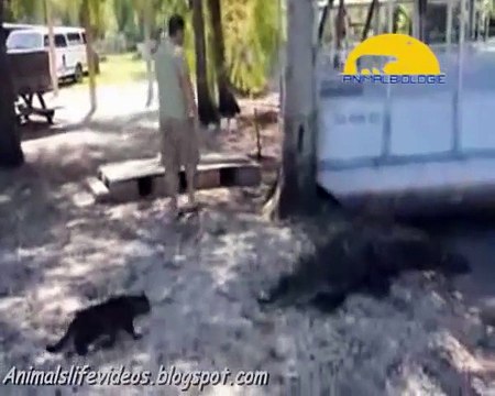 Hero Cats and Dogs Saves Boys Life from Aligator attack