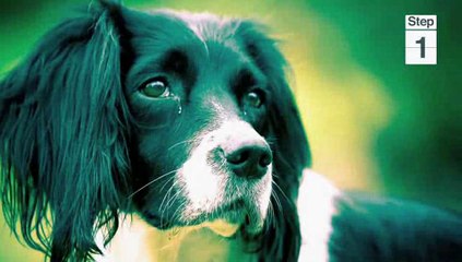 How To Take Great Pet Photographs