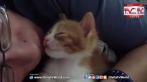 Kitten falls asleep